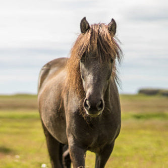 Horses in a grassy field with a clear sky